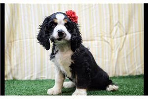 Paloma - Cocker Spaniel for sale