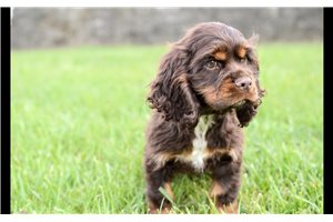 Otto - Cocker Spaniel for sale