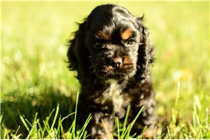 Trent - Cocker Spaniel for sale