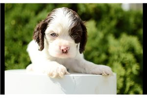 Nigel - Cocker Spaniel for sale