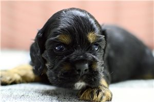 Hendrix - Cocker Spaniel for sale