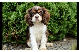 Memphis - Cocker Spaniel for sale