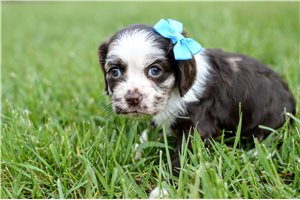 Raya - Cocker Spaniel for sale