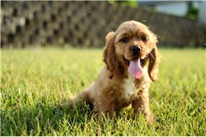 Lucas - Cocker Spaniel for sale