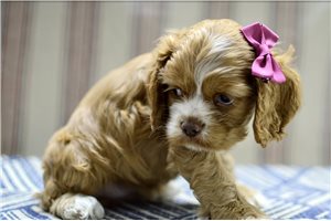 Nini - Cocker Spaniel for sale