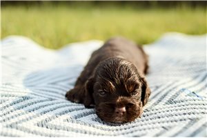 Nate - Cocker Spaniel for sale