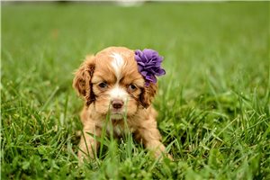 Octavia - Cocker Spaniel for sale