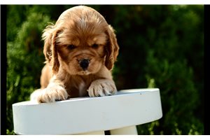 Pippen - Cocker Spaniel for sale
