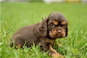 Oakley - Cocker Spaniel for sale