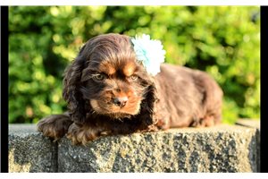 Tulla - Cocker Spaniel for sale