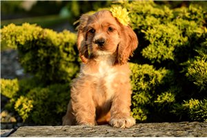 Penny - Cocker Spaniel for sale