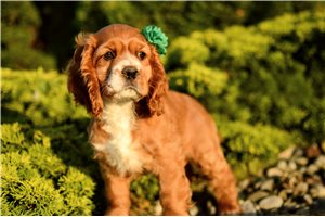 Paloma - Cocker Spaniel for sale