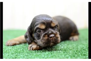 Oakley - puppy for sale