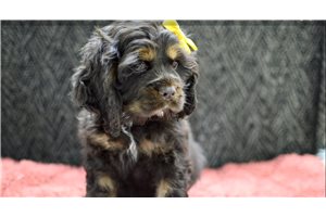 Millie - puppy for sale