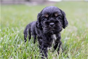 Trent - Cocker Spaniel for sale