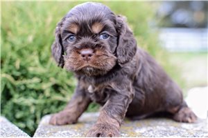Tobias - puppy for sale