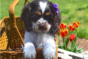 Lorelai - puppy for sale
