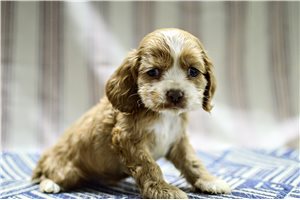 Owen - puppy for sale