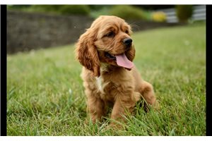 Lucas - Cocker Spaniel for sale