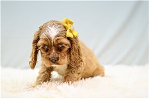 Nila - Cocker Spaniel for sale