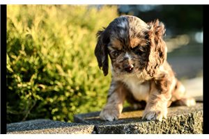 Sebastian - Cocker Spaniel for sale