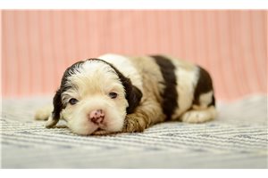 Nicolas - puppy for sale