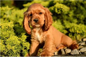 Lucas - Cocker Spaniel for sale
