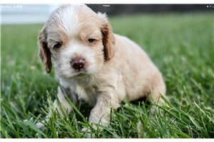Sylvester - Cocker Spaniel for sale