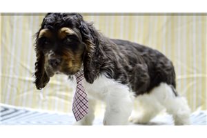 Mason - Cocker Spaniel for sale