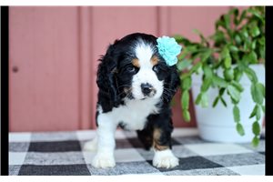 Paloma - Cocker Spaniel for sale