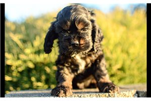 Trent - Cocker Spaniel for sale