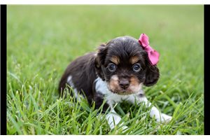 Rosalyn - Cocker Spaniel for sale