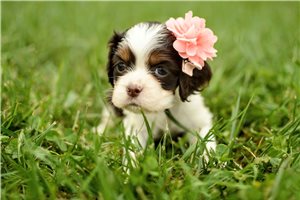 Olivia - Cocker Spaniel for sale