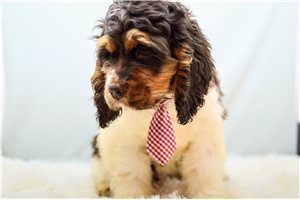 Mason - Cocker Spaniel for sale