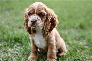 Owen - Cocker Spaniel for sale