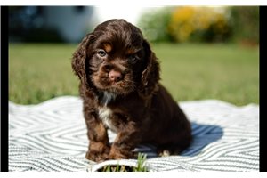 Nate - Cocker Spaniel for sale