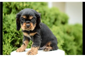 Mason - Cocker Spaniel for sale
