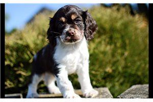Ruger - Cocker Spaniel for sale
