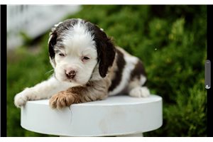 Nicolas - Cocker Spaniel for sale