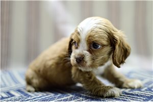Ozzy - Cocker Spaniel for sale