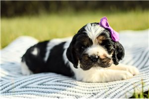 Myrtle - puppy for sale