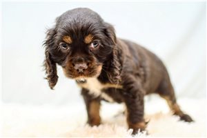 Otto - Cocker Spaniel for sale