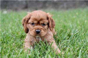 Liam - Cocker Spaniel for sale