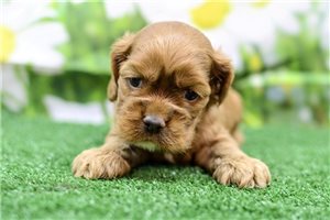 Liam - Cocker Spaniel for sale