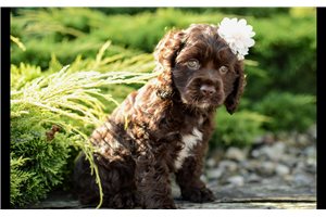 Nutmeg - Cocker Spaniel for sale
