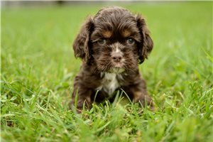Ollie - Cocker Spaniel for sale
