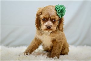 Nini - Cocker Spaniel for sale