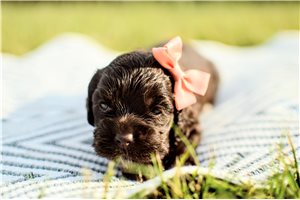 Natalia - Cocker Spaniel for sale