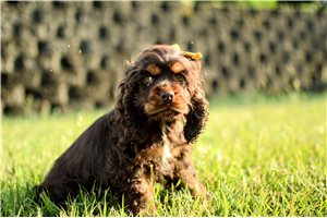 Tyra - Cocker Spaniel for sale