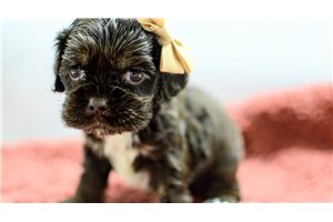 Maddy - puppy for sale